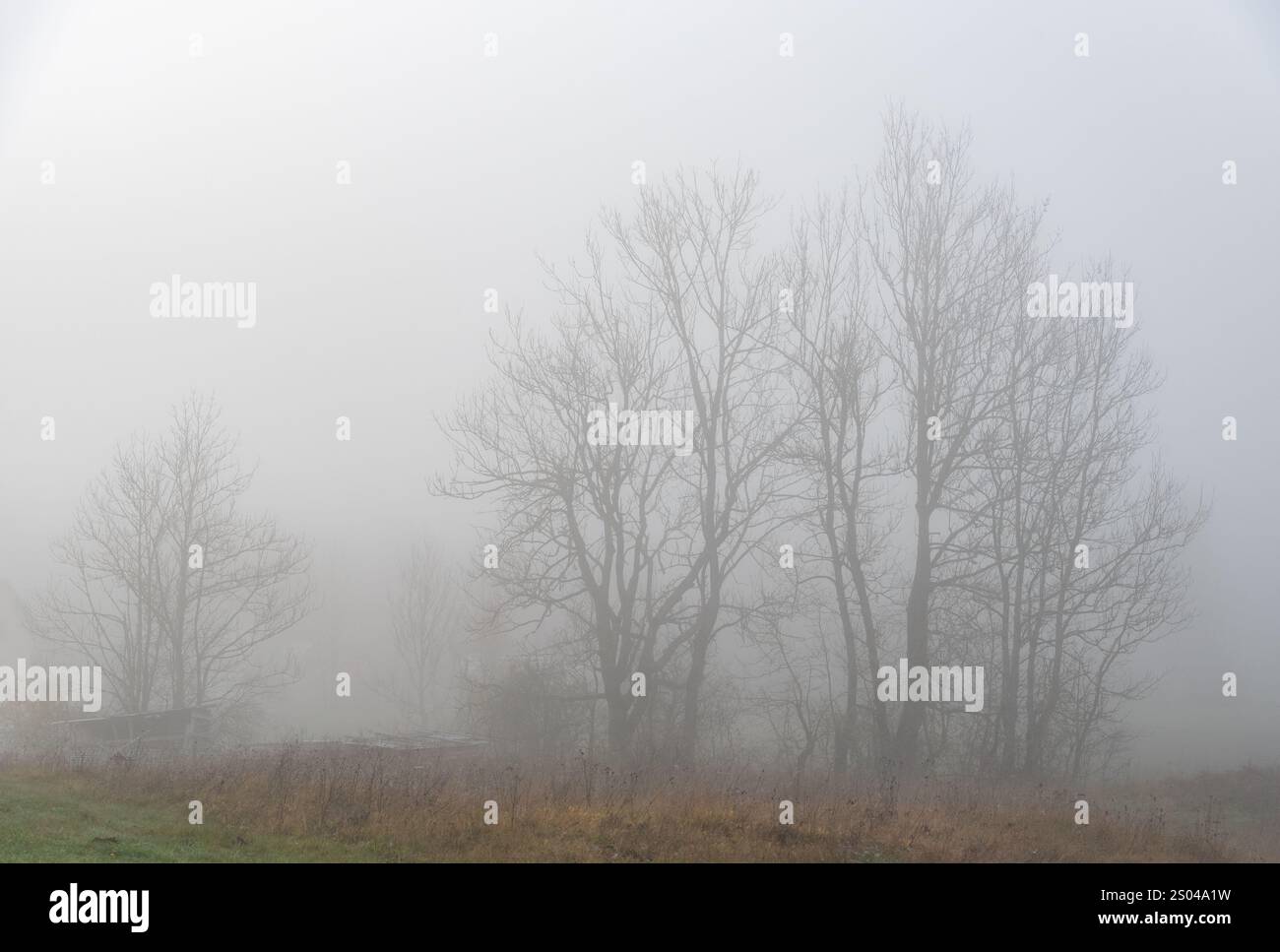 Fog partially obscures a large leafless tree growing on a riverside during autumn morning with copy space. Stock Photo