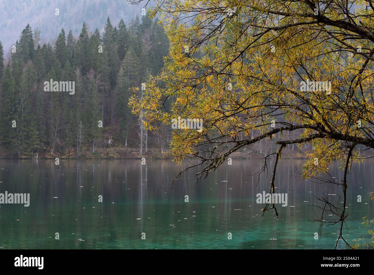 Serene autumn scene with birch tree and colorful foliage reflected in calm lake water on a misty morning. Stock Photo