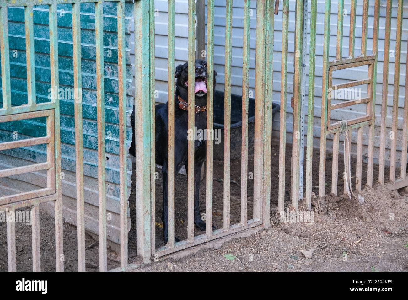 Portable Dog Shelter Enclosure photo