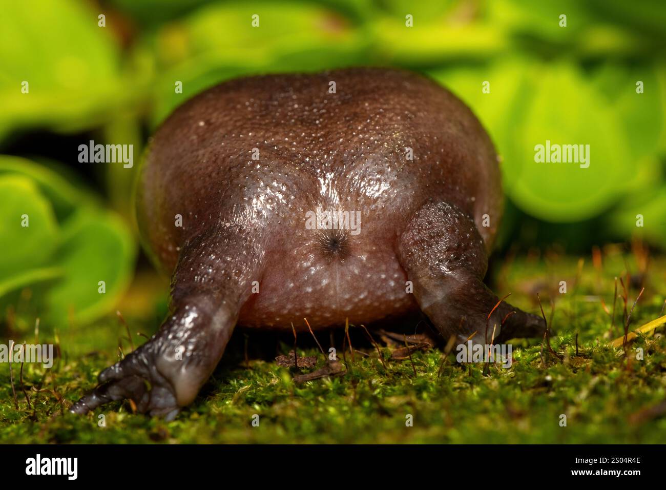 Rear of a plain rain frog (Breviceps fuscus), also known as a black rain frog or Tsitsikamma rain frog Stock Photo