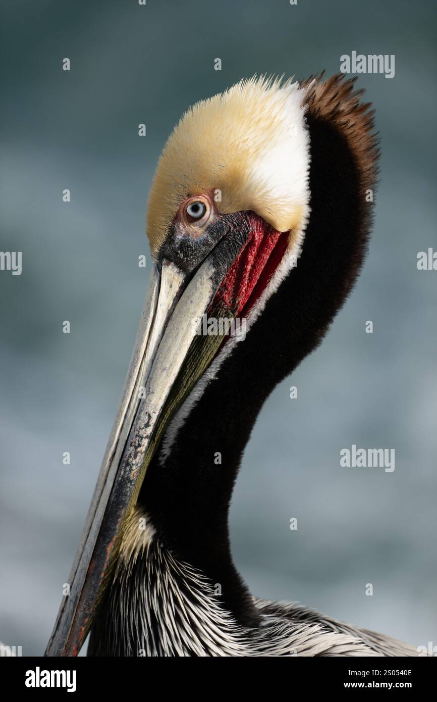 Muted Colors Of Brown Pelicans Long Neck In Front Of Ocean Stock Photo muted-colors-of-brown-pelicans-long-neck-in-front-of-ocean-stock-photo