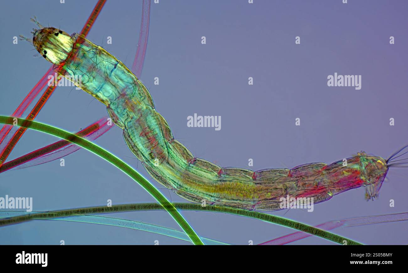 Diptera larva and filamentous cyanobacteria, light micrograph Stock ...