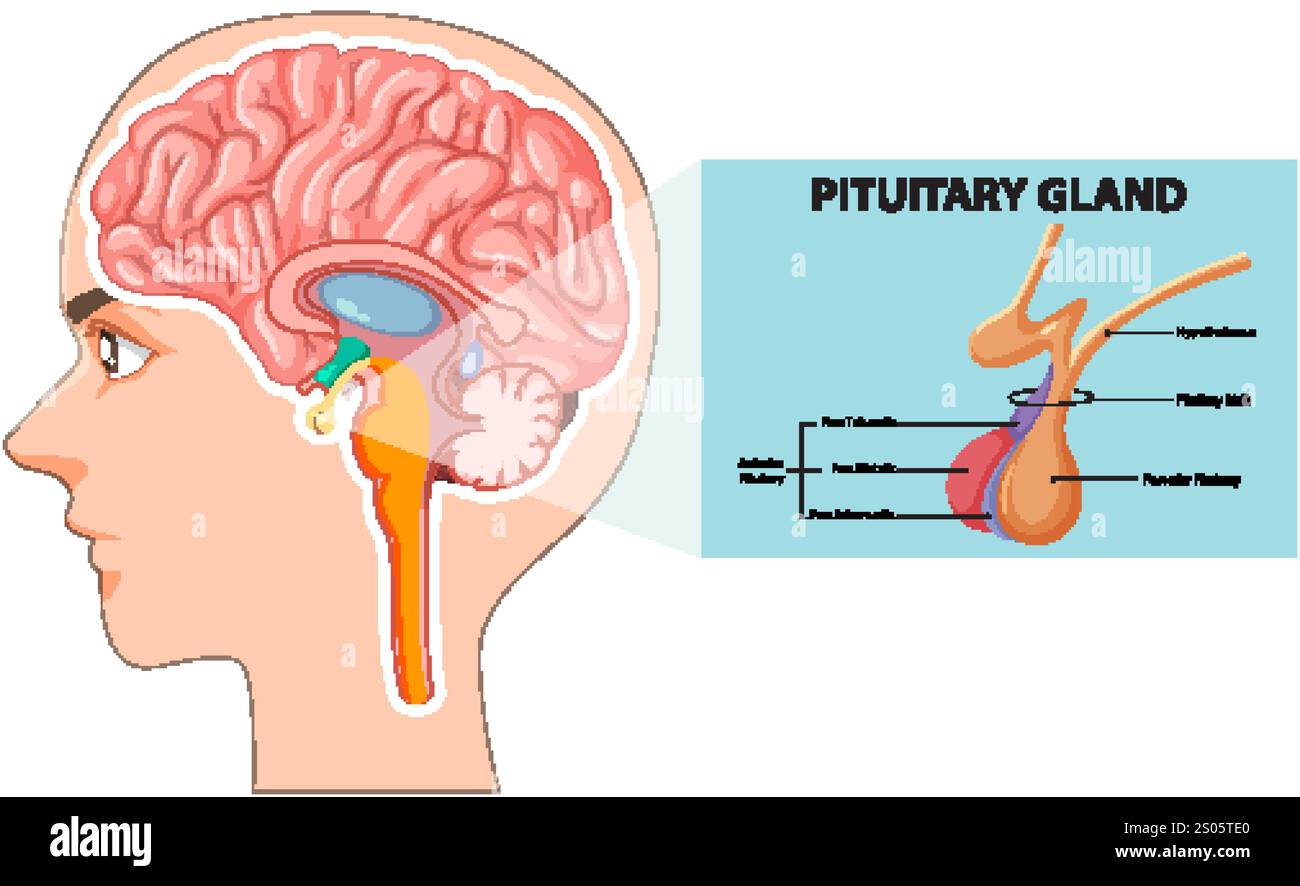 Detailed diagram of brain and pituitary gland anatomy stock vector