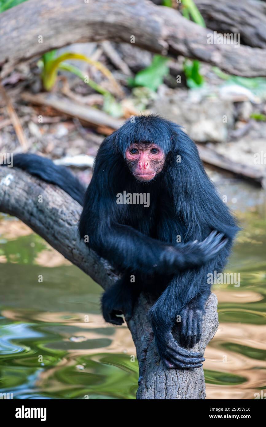 Black faced black spider monkey hi-res stock photography and images - Alamy