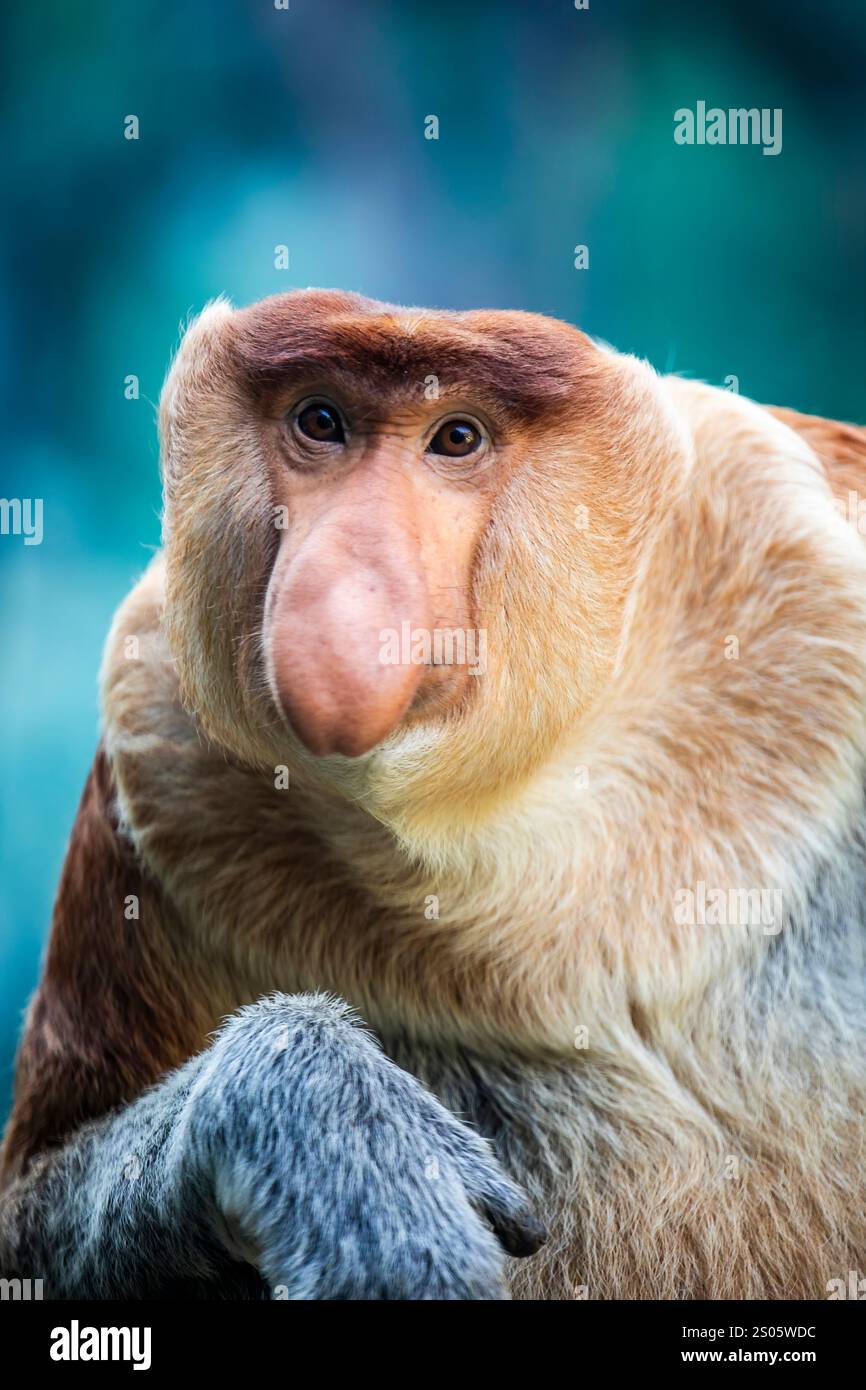 The closeup image of proboscis monkey. It is a reddish-brown arboreal ...