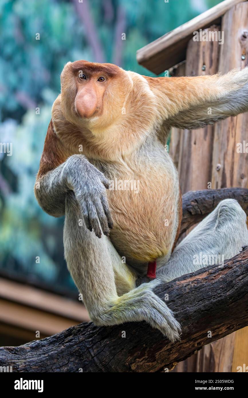 The closeup image of proboscis monkey. It is a reddish-brown arboreal ...