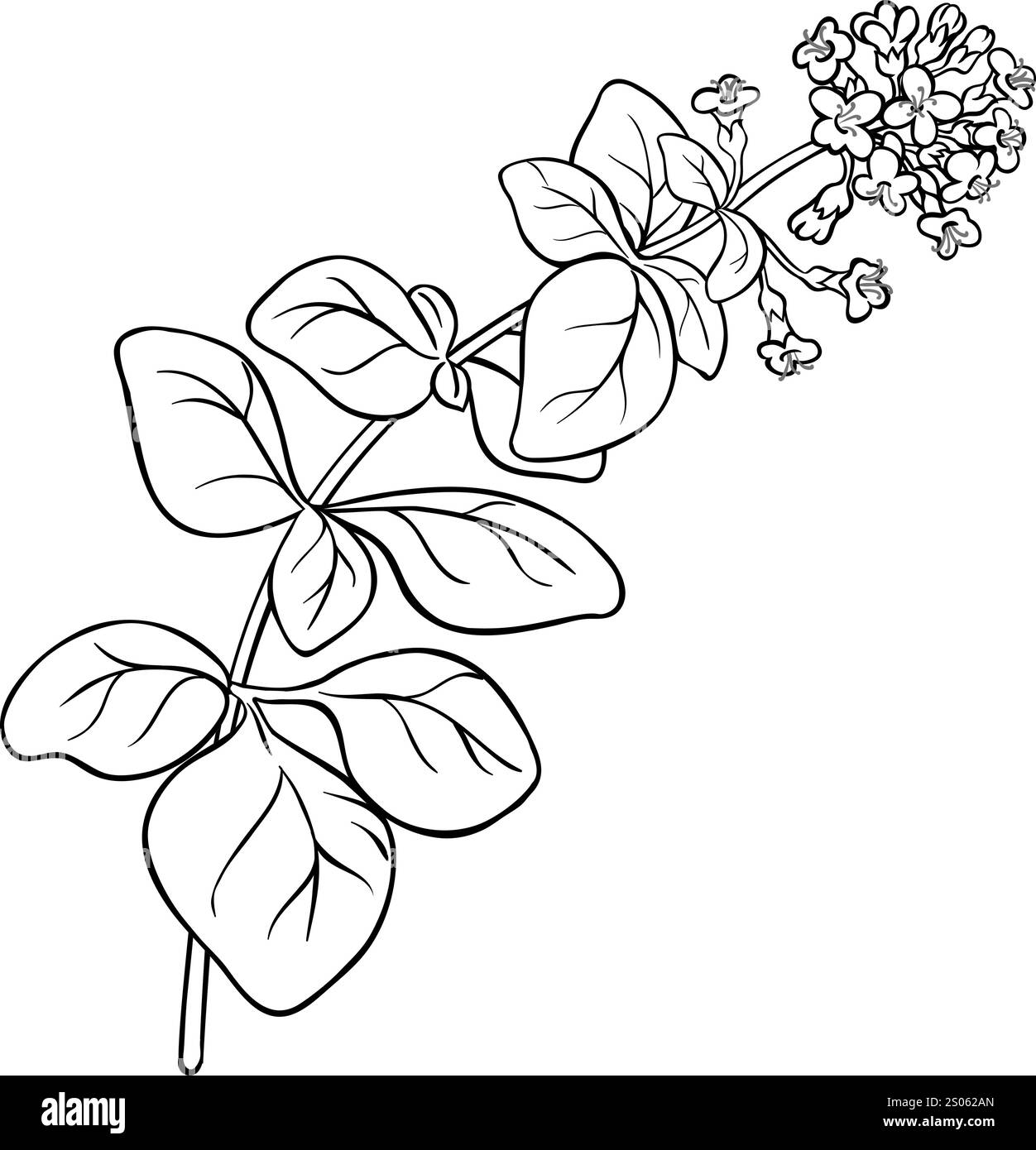 Oregano Branch Isolated Outline Illustration Stock Vector