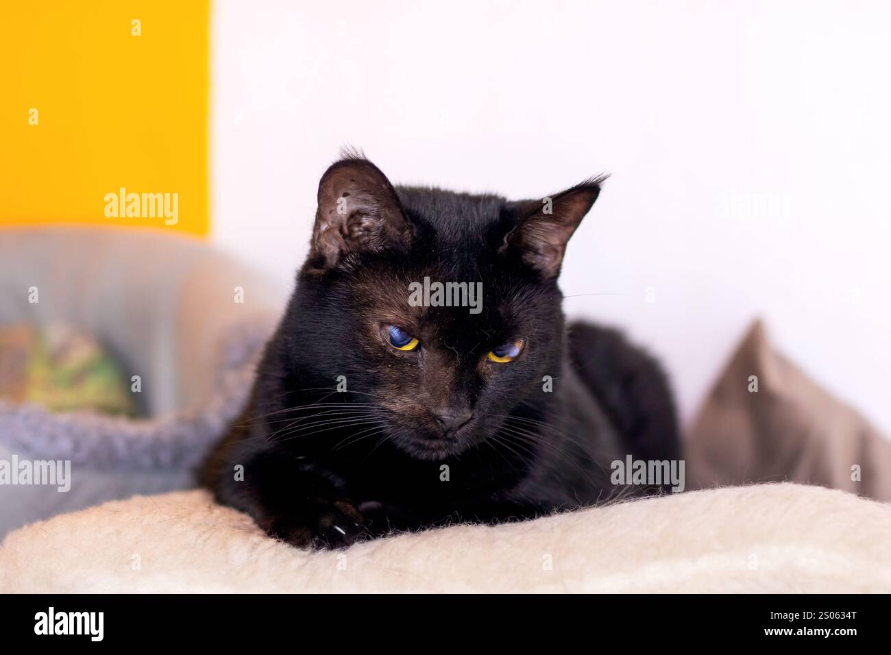 A beautiful black cat with striking yellow eyes is comfortably laying ...