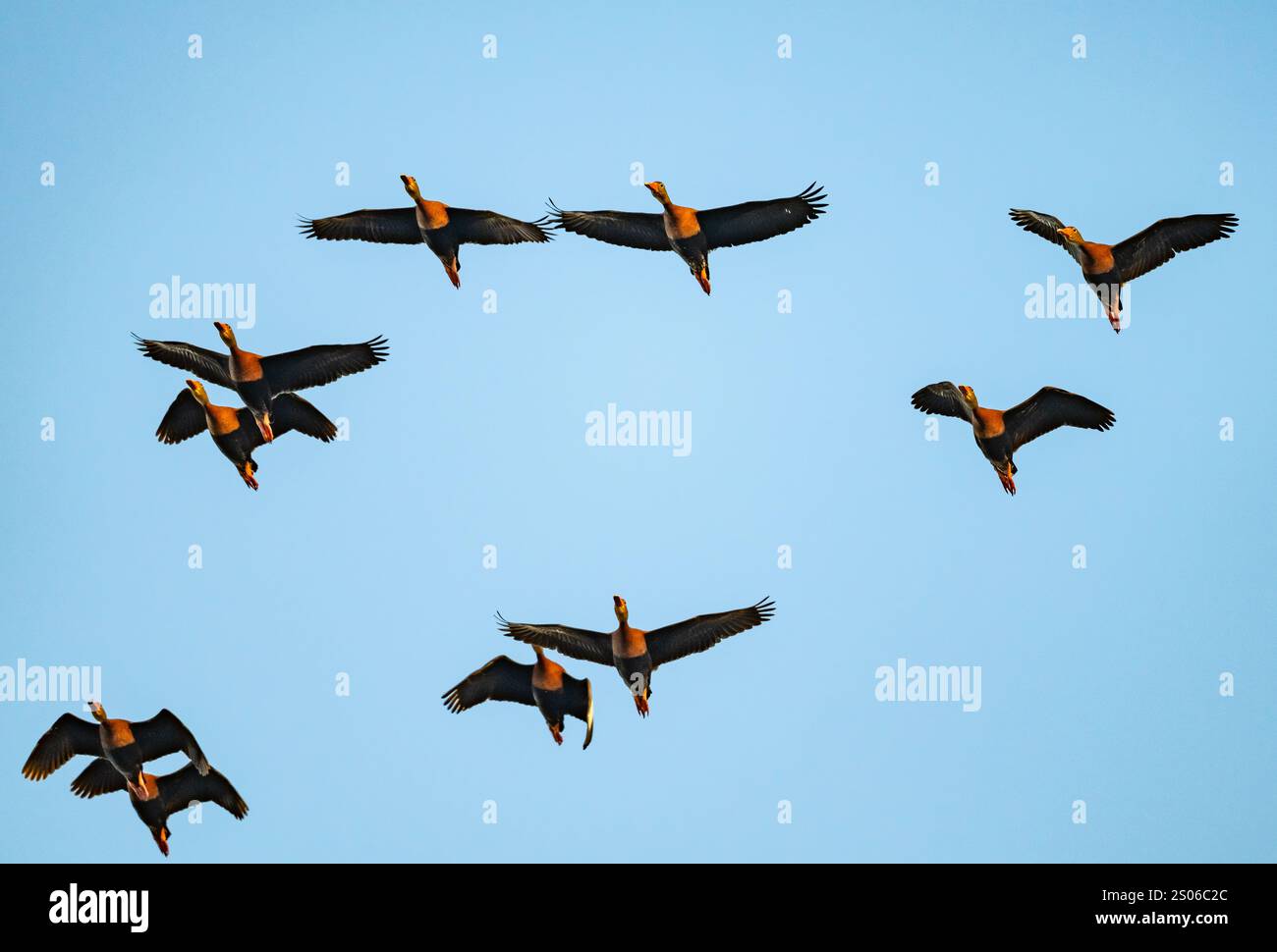 A flock Black-bellied Whistling-Ducks (Dendrocygna autumnalis) flying over. Texas, USA. Stock Photo