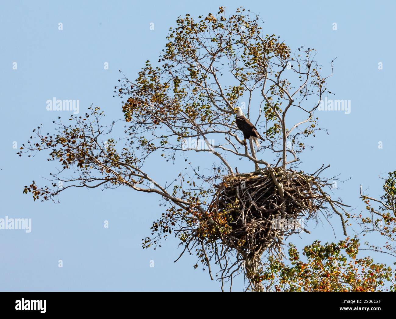 A Bald Eagle (Haliaeetus leucocephalus) perched above its nest on a tree. Texas, USA. Stock Photo