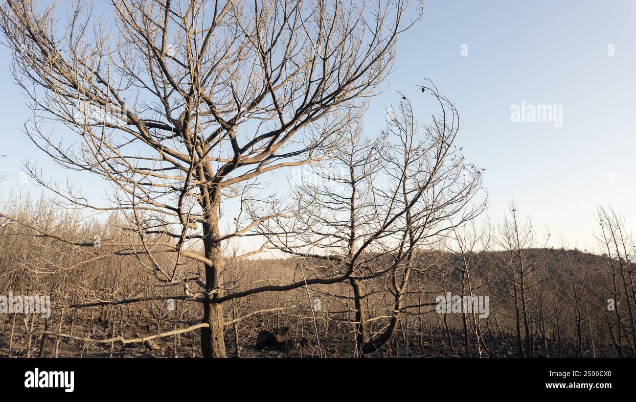 Completely burnt trees after fire in a forest Stock Photo - Alamy