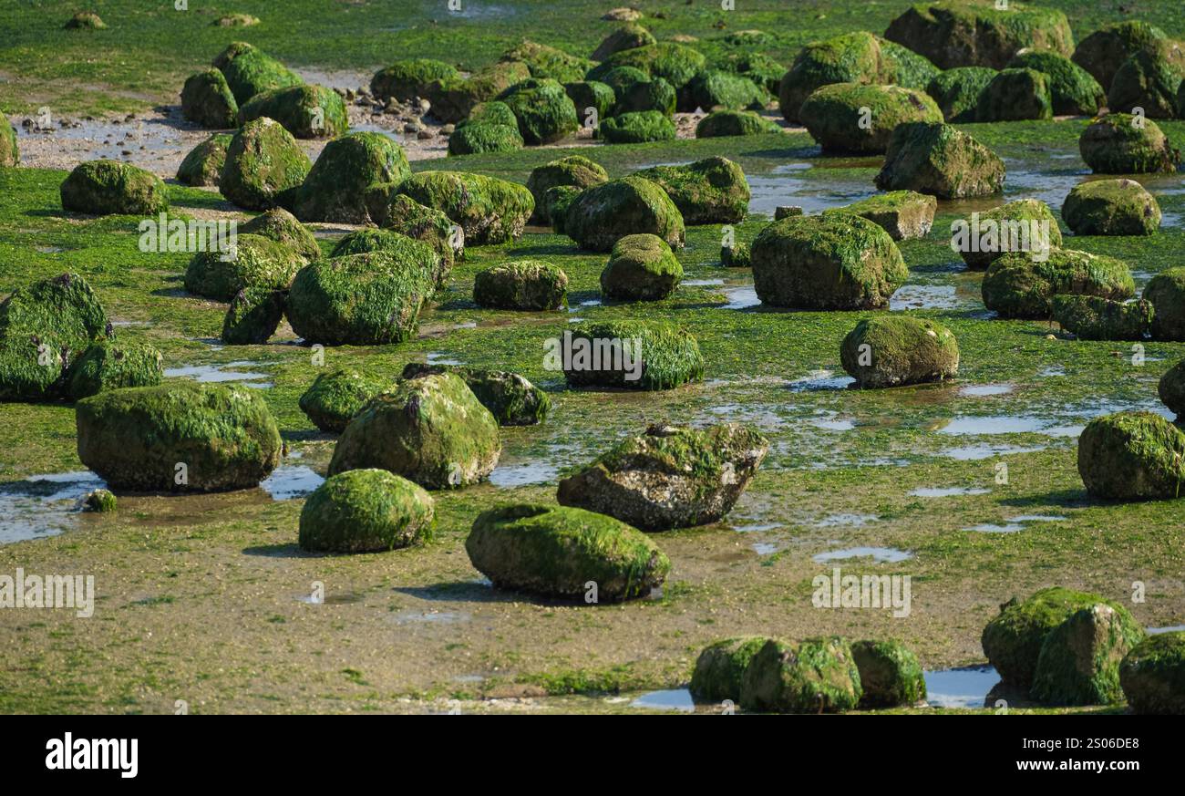 Sea weeds Caulerpa setting above the coral reefs on the shore. Sea weed growing on the rocks in British Columbia Canada. Stock Photo