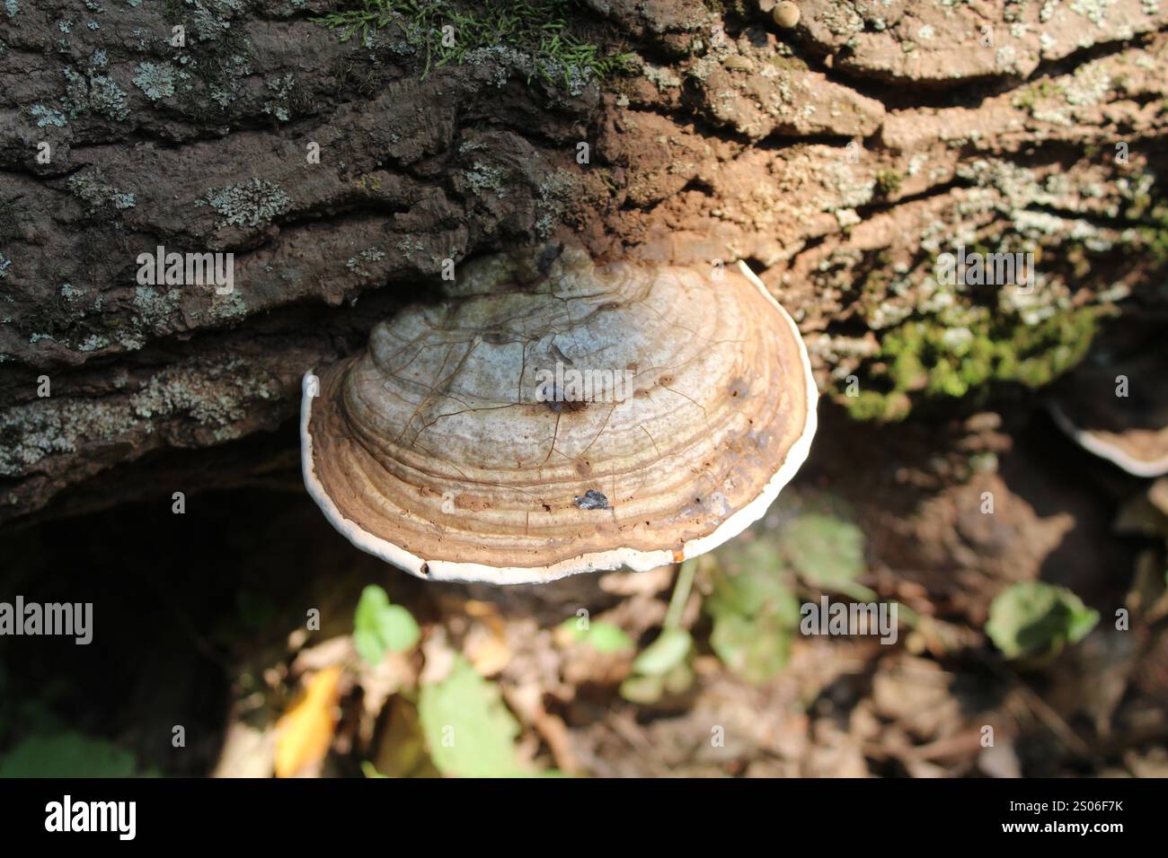 Artist's conk bracket mushroom on a log at Linne Woods in Morton Grove, Illinois Stock Photo