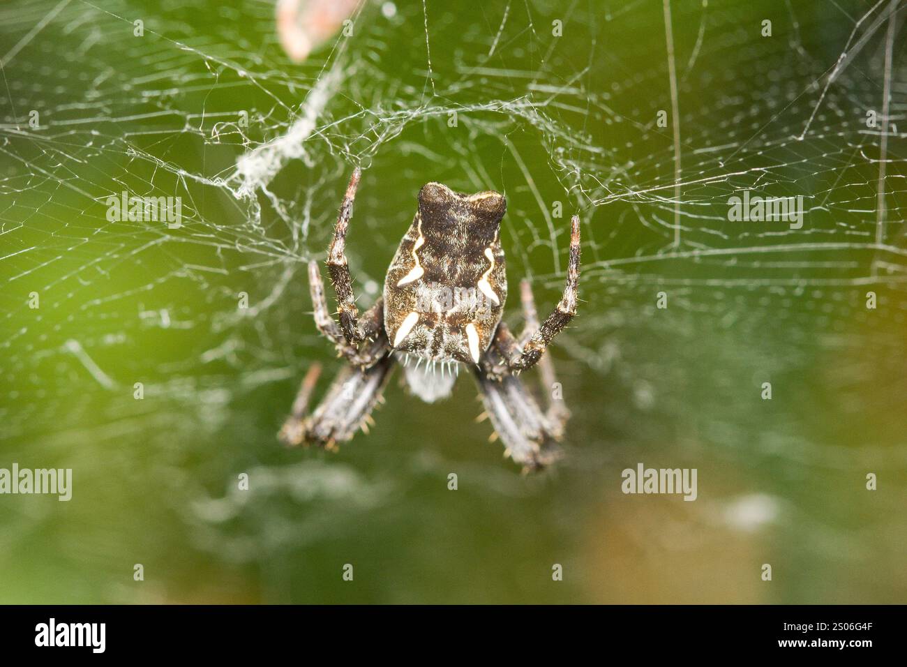 The Tropical Tent-web Spider (Cyrtophora citricola) in natural habitat Stock Photo