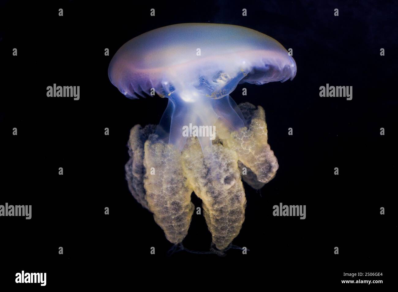 The Marbled jelly (Lychnorhiza lucerna) in the aquarium Stock Photo