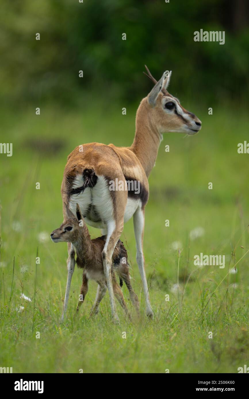Thomson gazelle stands over newborn on savannah Stock Photo - Alamy