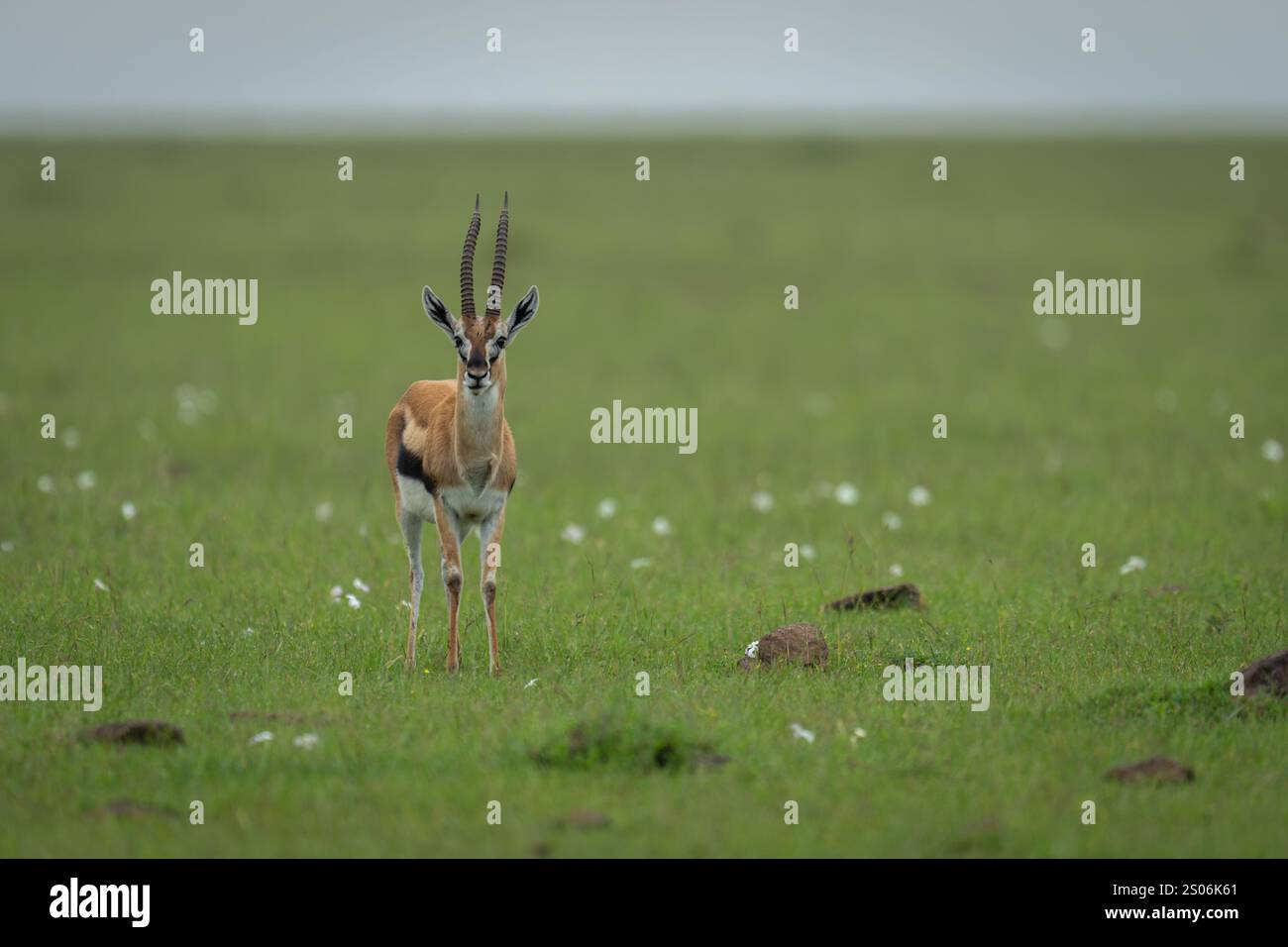 Thomson gazelle stands on grass facing camera Stock Photo - Alamy