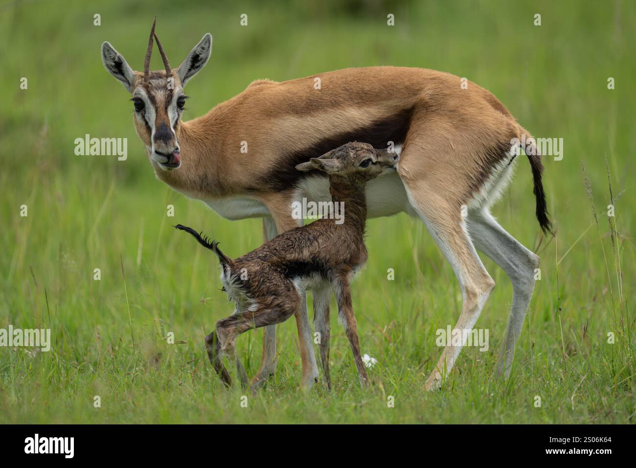 Newborn gazelle hi-res stock photography and images - Alamy