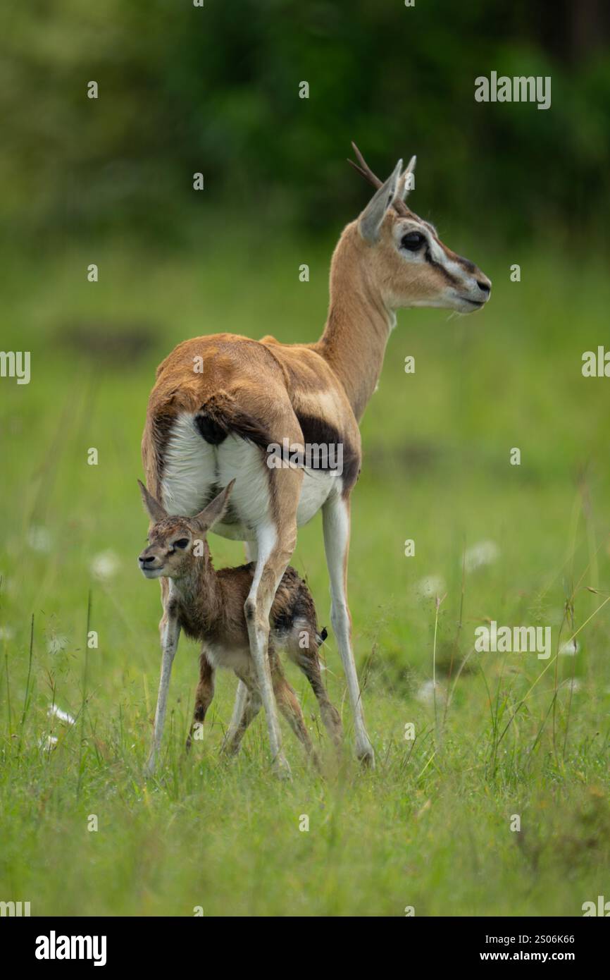 Thomson gazelle stands over newborn on grassland Stock Photo - Alamy
