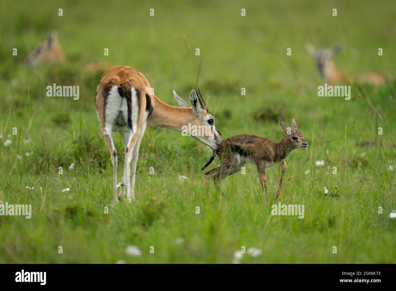 Thomson’s gazelle stands sniffing newborn on savannah Stock Photo - Alamy
