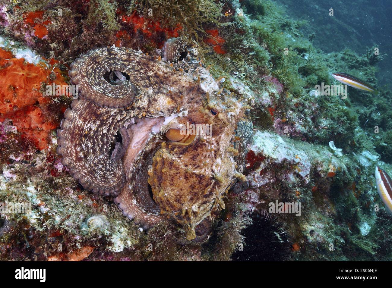 An octopus, Common Octopus (Octopus vulgaris), camouflaging itself ...