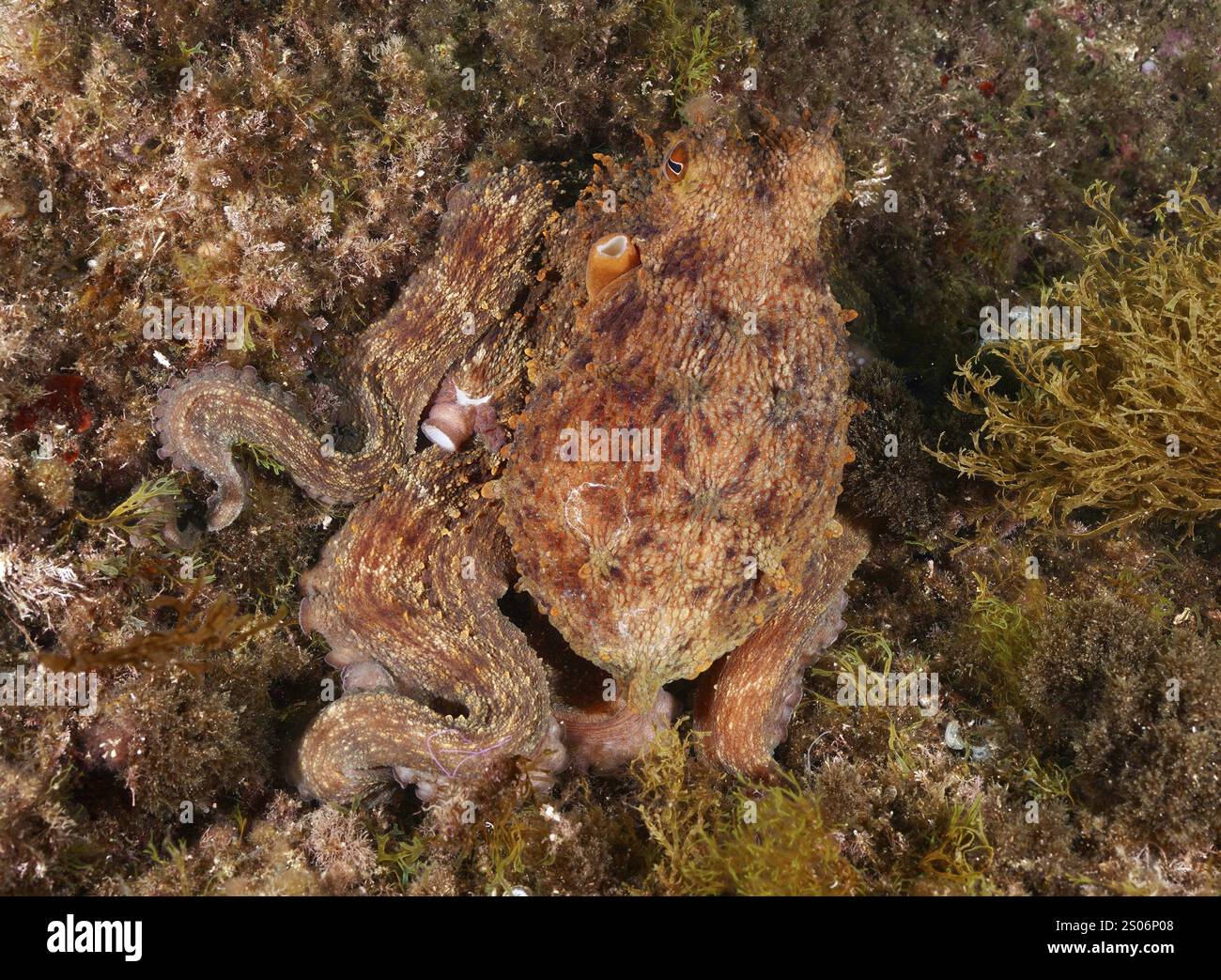 Octopus, Common Octopus (Octopus vulgaris), camouflaging itself on a ...