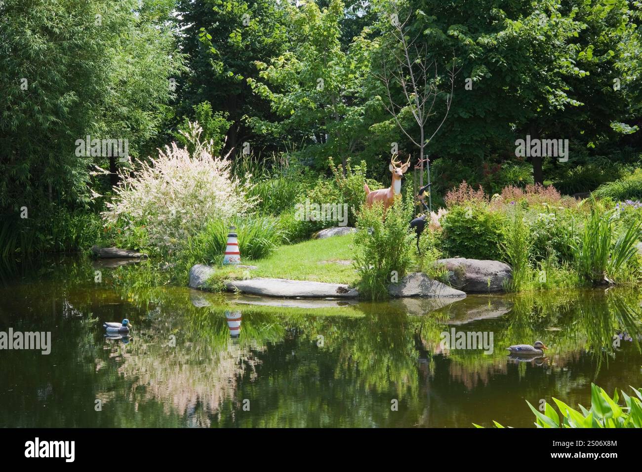 White flowering Salix japonica - Japanese Willow tree next to pond with Typha latifolia - Common Cattails and Pondeteria cordata - Pickerel Weed. Stock Photo