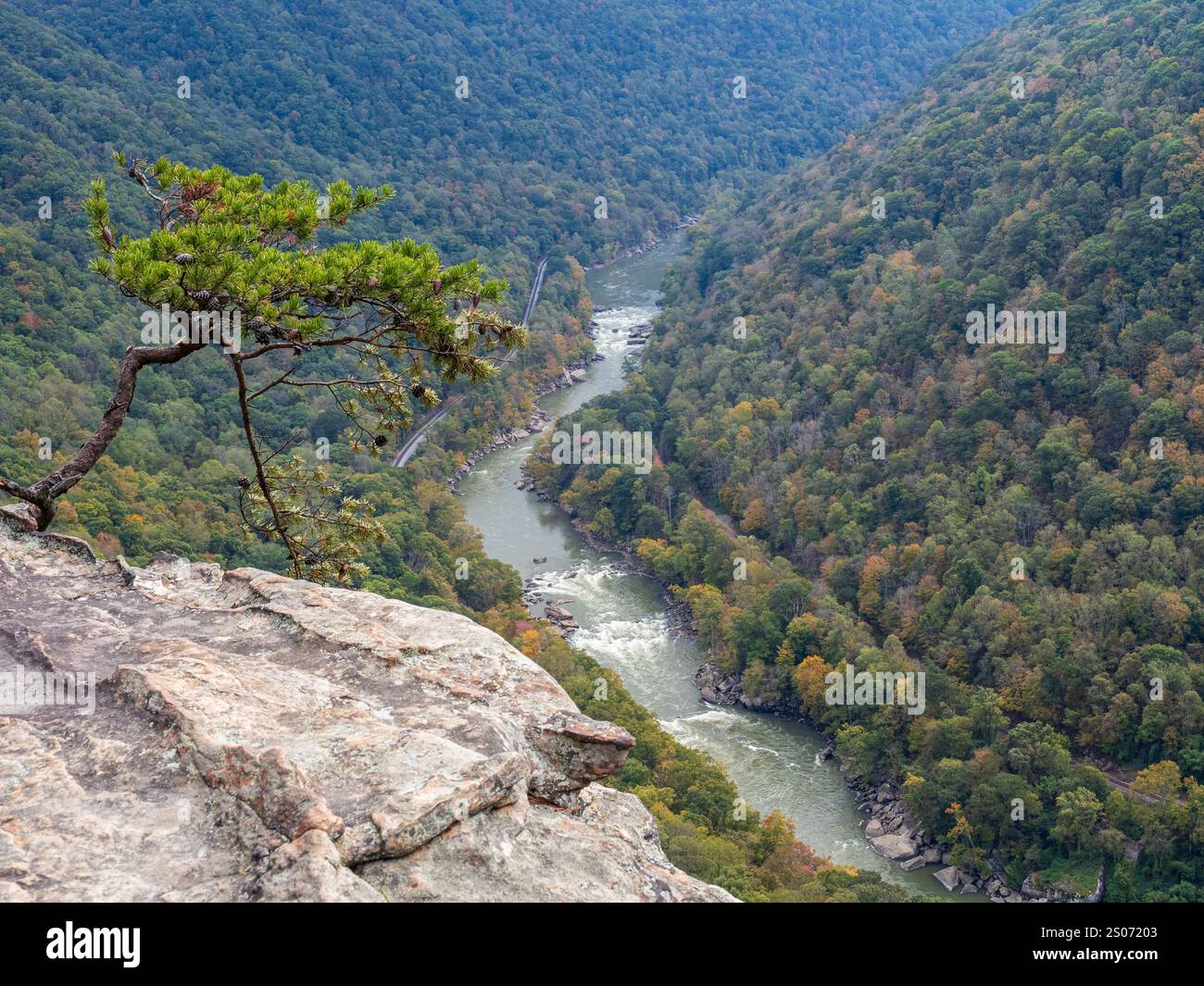 A tree leans daringly on the cliff edge along the Endless Wall Trail in New River Gorge National Park, West Virginia, offering a striking view of natu Stock Photo
