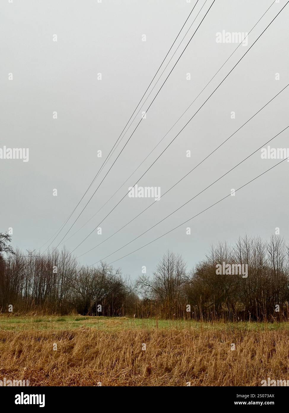 Power lines above a meadow in the landscape called Truper Blaenken, a former moor, marsh and swamp close to Bremen, in winter, Germany - Smartphone Captured Stock Image