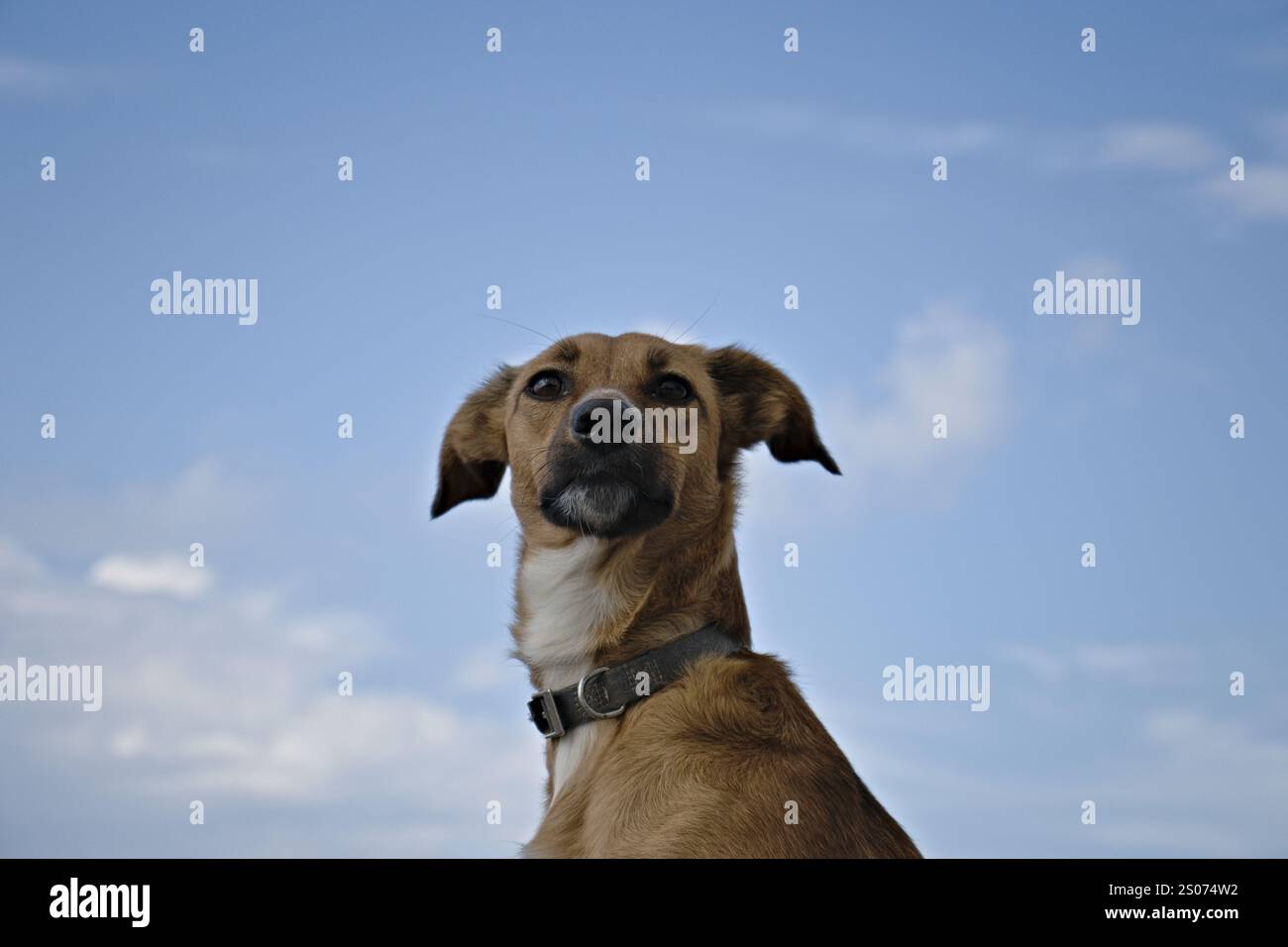 Portrait of Leera Stock Photo