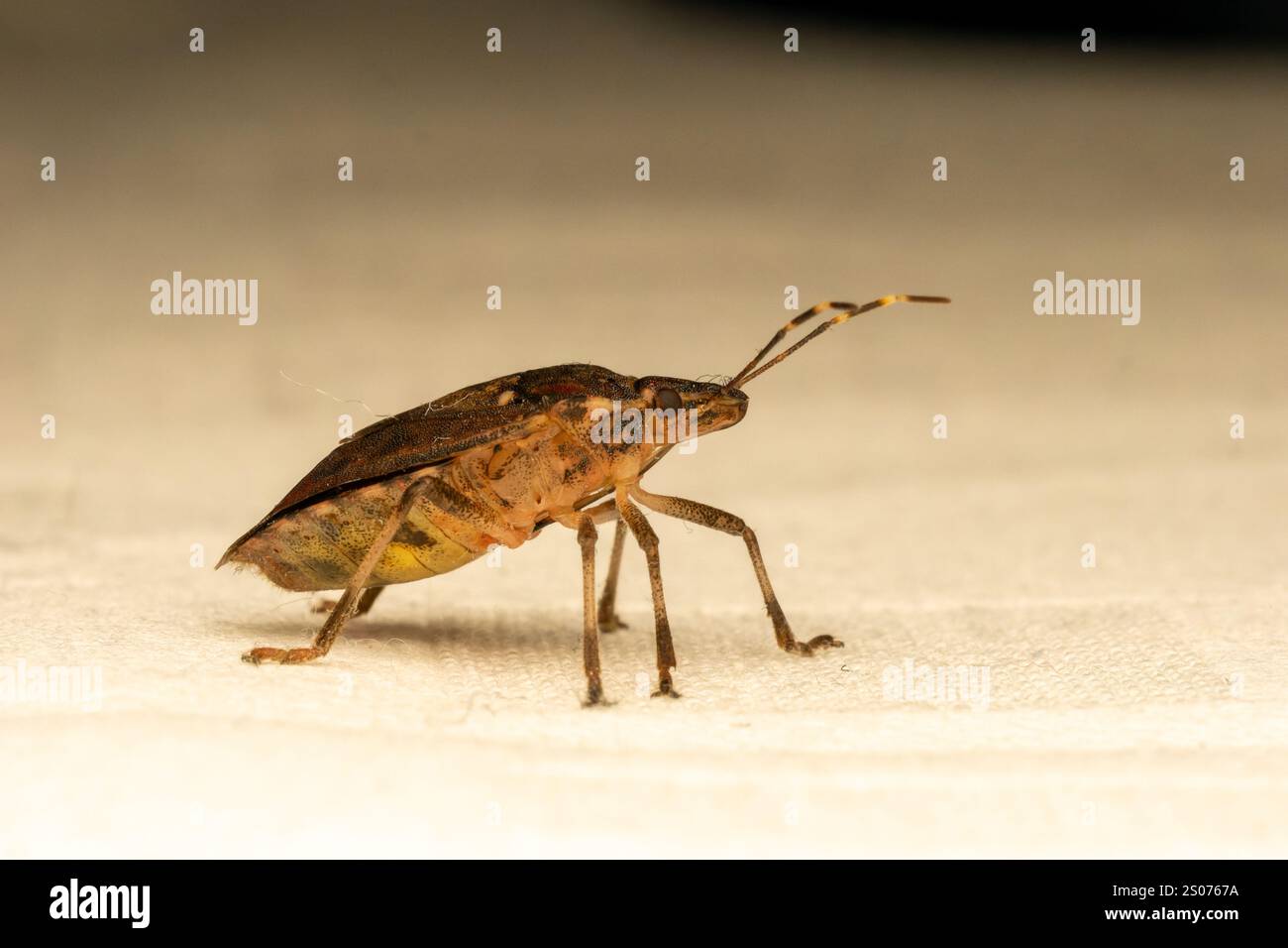 Brown marmorated stink bug (Halyomorpha halys) perched on a leaf. This ...