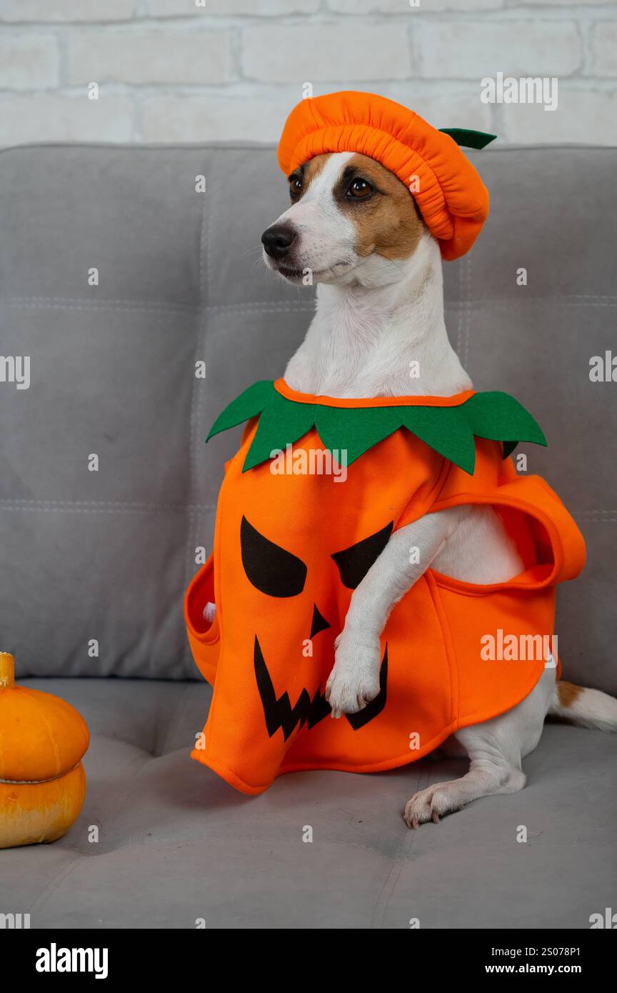 Jack Russell Terrier dog in pumpkin costume next to jack o lantern on ...