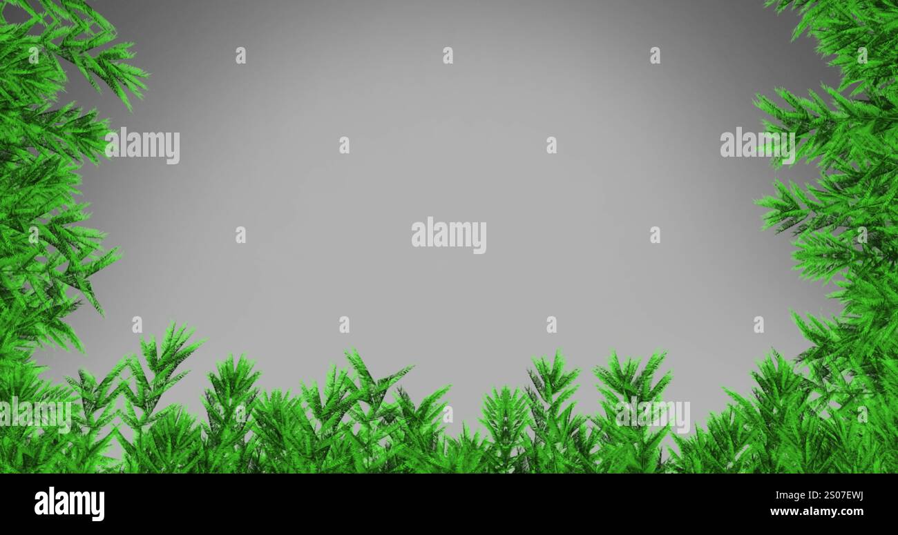 Image of fir trees branches over white background Stock Photo - Alamy