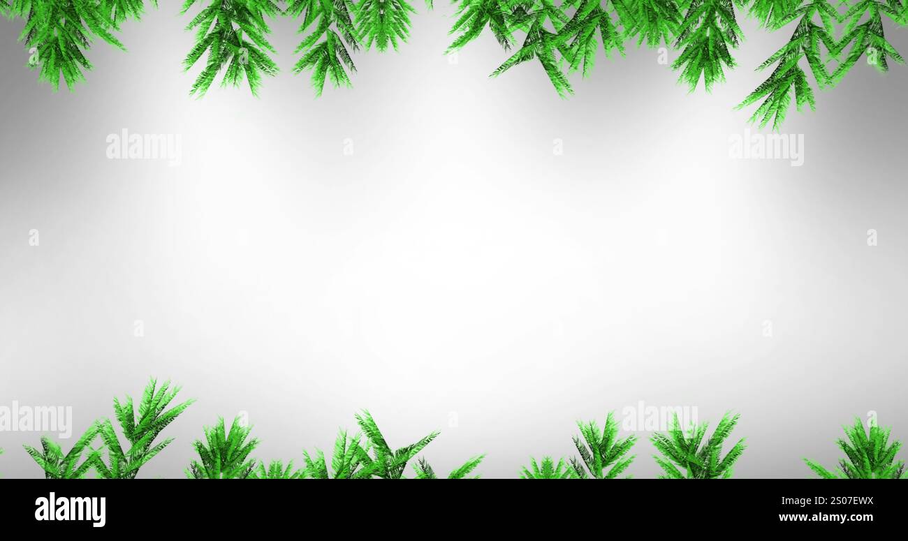 Image of fir trees branches over white background Stock Photo - Alamy