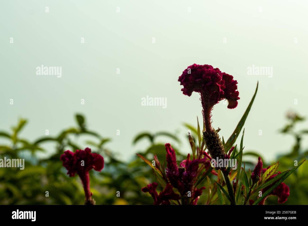 A pollinator-magnet, Celosia argentea Asian Garden Silver Cockscomb is ...