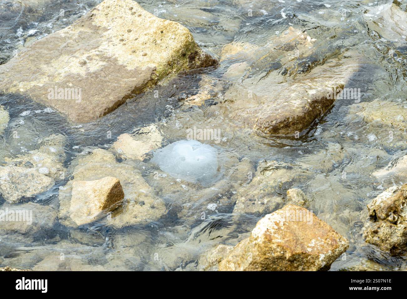 A jellyfish in clear water with rocks and waves Stock Photo - Alamy