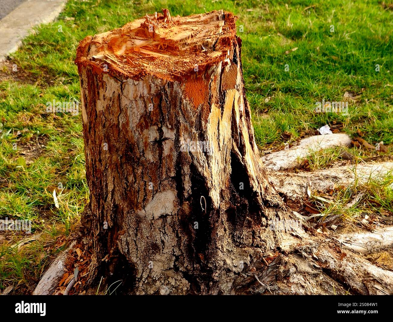 Defining plant hi-res stock photography and images - Alamy