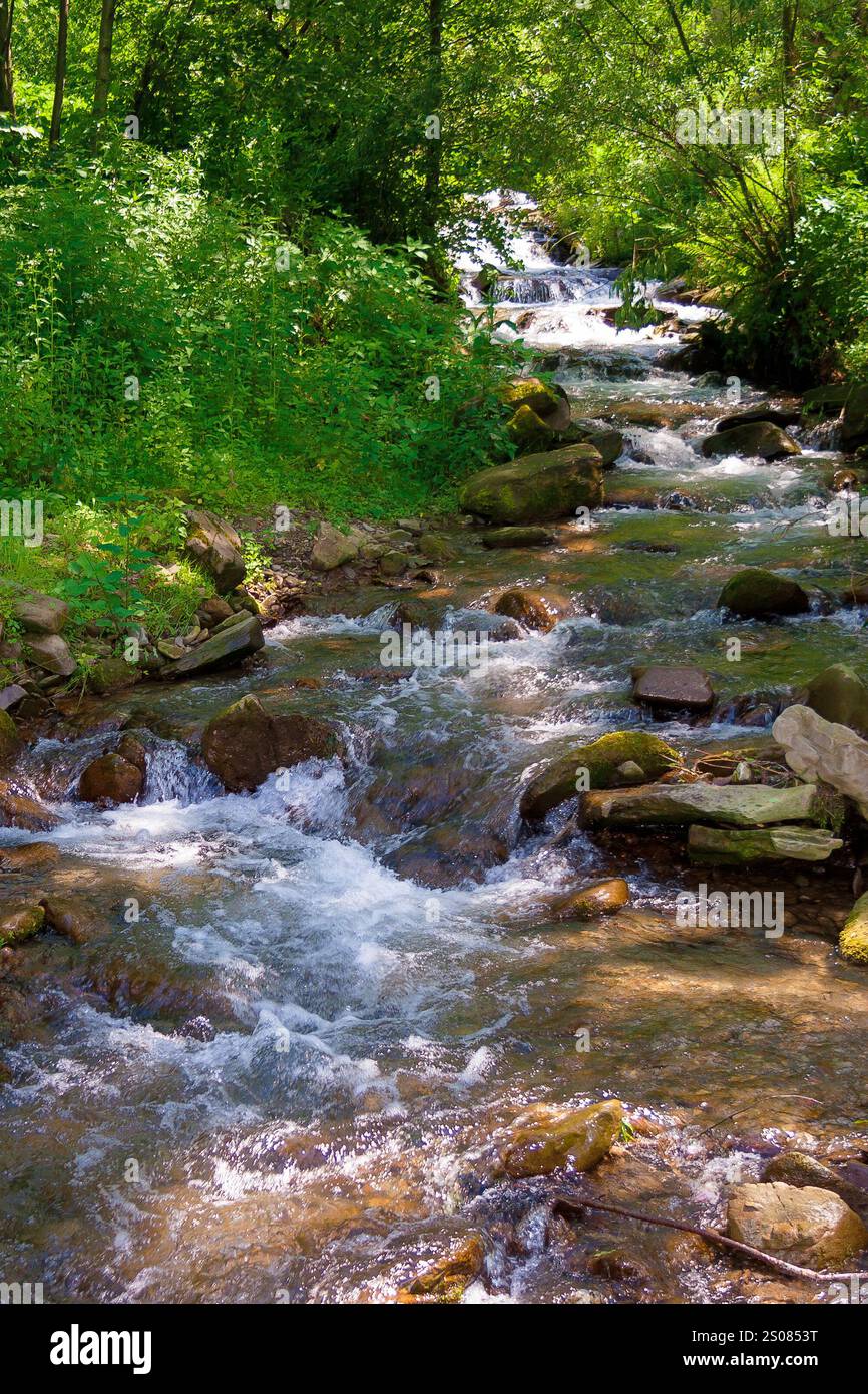 water stream flowing through forest. beautiful nature. green environment in summer. outdoor adventures Stock Photo