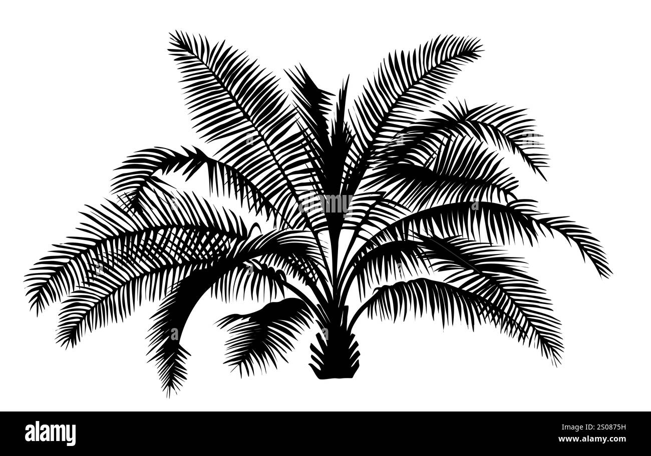 Palm tree black silhouette vector on white Stock Vector Image & Art - Alamy