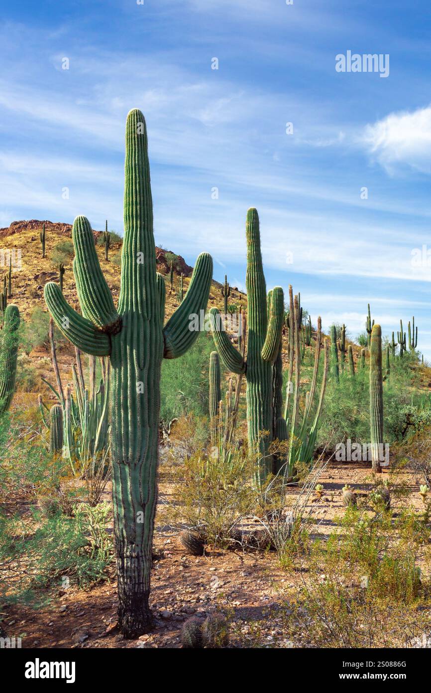 Ecosystem sonora sonoran desert hi-res stock photography and images - Alamy
