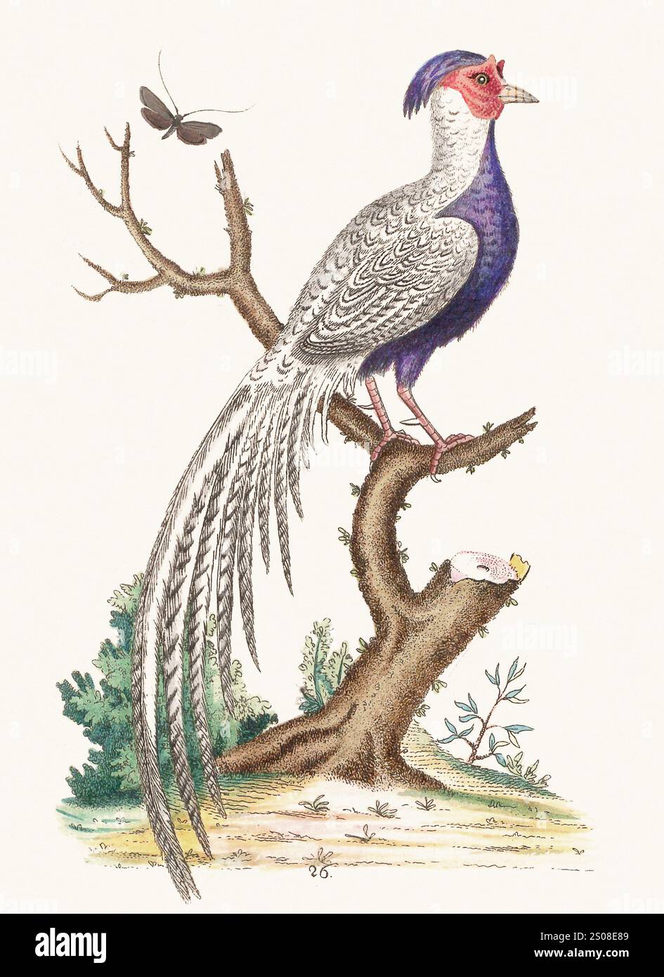 18th Century German Hand Colored Engraving of an Ostrich 18th Century German Hand Colored Engraving of an Ostrich