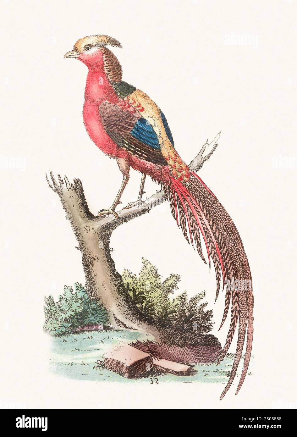 18th Century German Hand Colored Engraving of an Ostrich 18th Century German Hand Colored Engraving of an Ostrich