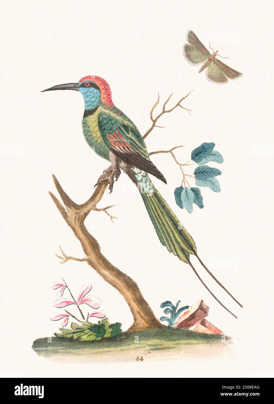 18th Century German Hand Colored Engraving of an Ostrich 18th Century German Hand Colored Engraving of an Ostrich