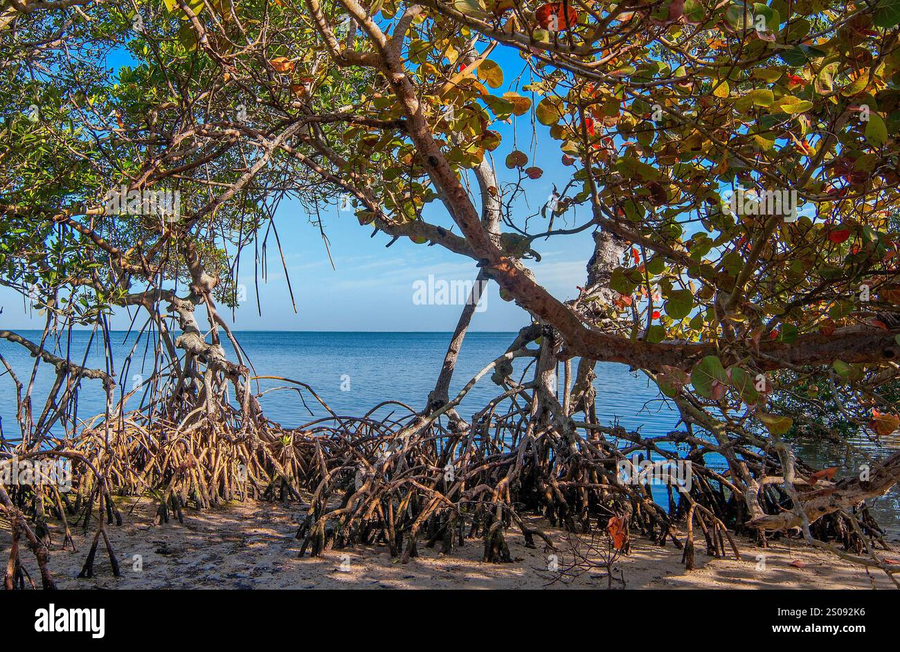 A red Mangrove and a Sea Grape Tree co-mingle on the Gulf Coast shore. The water of the Gulf of Mexico and the blue sky are visible in the background. Stock Photo