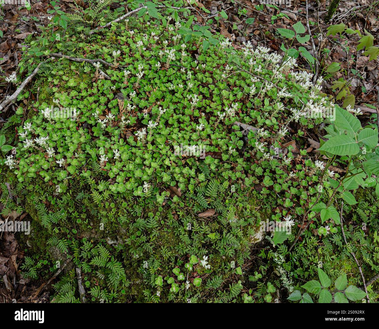 Woodland stonecrop, Sedum ternatum, with white flowers and succulent leaves grows with moss and ferns in moist woodlands in Eastern United States. Stock Photo