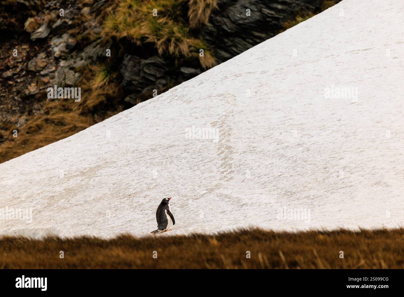 a gentoo penguin stands alone at the foot of a slippery snowy slope and takes time to reflect before setting off on an uphill struggle Stock Photo