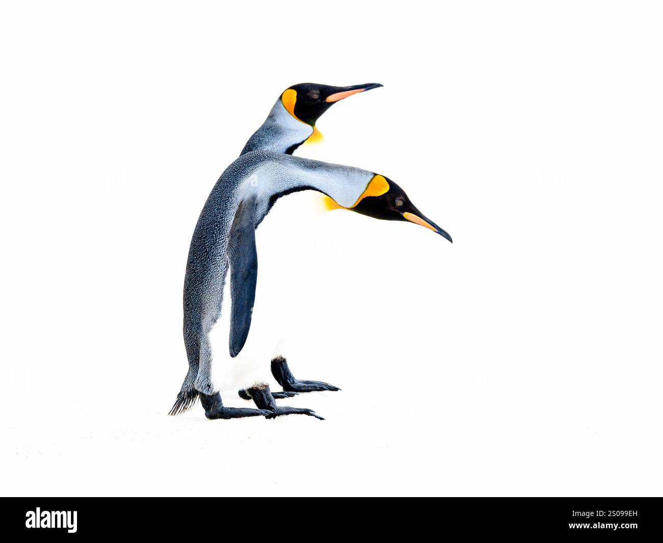 artistic photo of two king penguins in side profile against the white snow at high exposure so the bodies blend in with the background Stock Photo