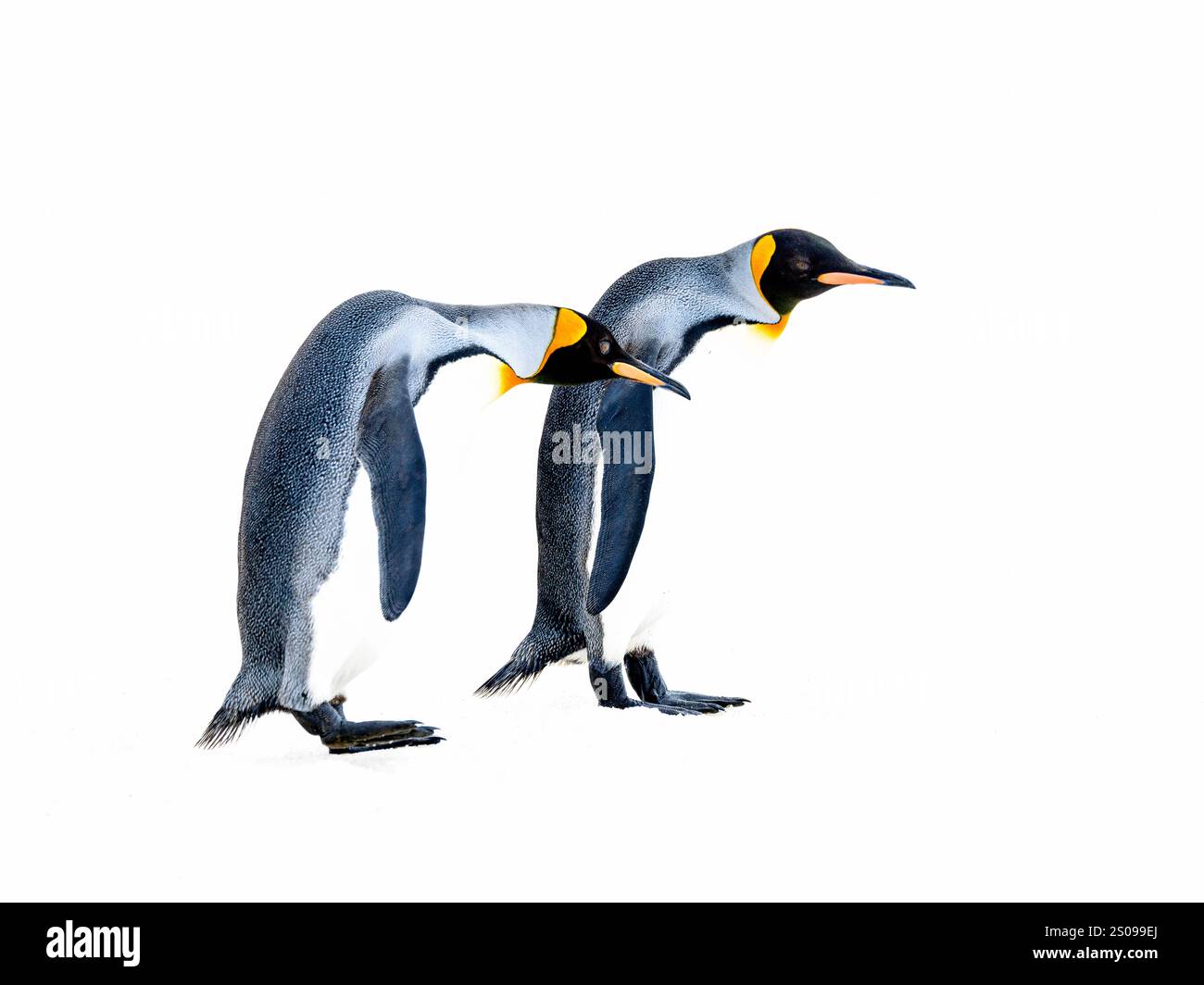 artistic photo of two king penguins in side profile against the white snow at high exposure so the bodies blend in with the background Stock Photo