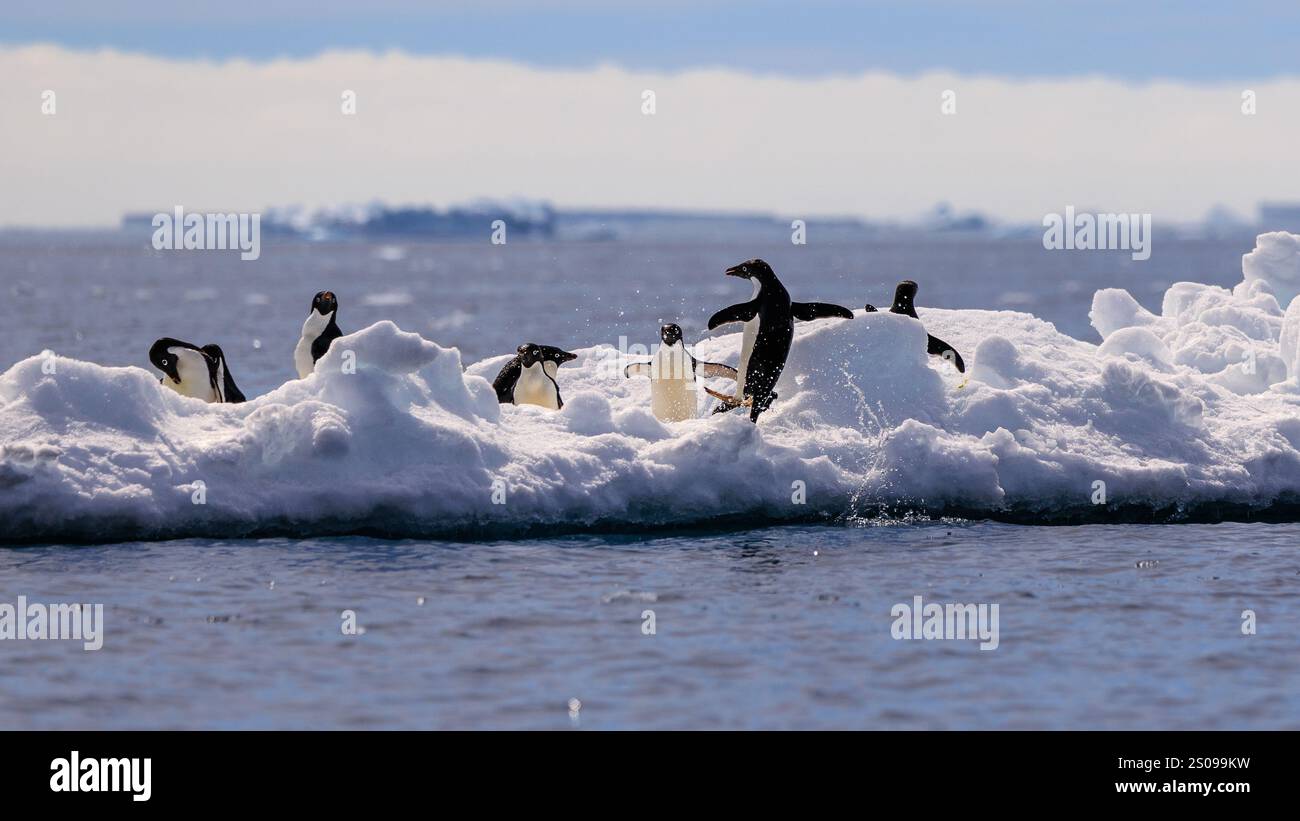 Leap on ice hi-res stock photography and images - Alamy