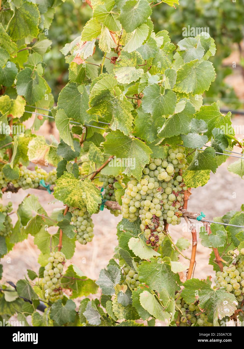 Green Concord Grapes on the vine in a vineyard in Central California in San Luis Obispo County. Stock Photo